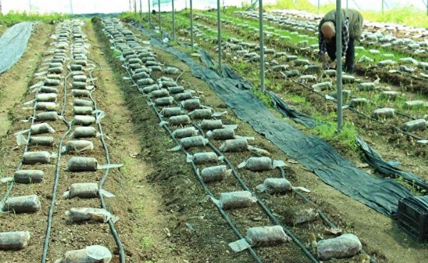 Türkiye'de ilk defa üretimi yapıldı: Tazesinin kilosu 400, kurusu 3 bin TL