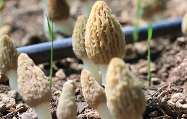 Türkiye'de ilk defa üretimi yapıldı: Tazesinin kilosu 400, kurusu 3 bin TL