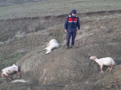 Ankara'da 58 Küçükbas Hayvan Firtina Ve Dolu Nedeniyle Telef Oldu