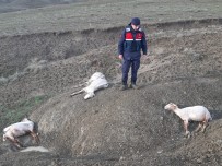 Ankara'da 58 Küçükbas Hayvan Firtina Ve Dolu Nedeniyle Telef Oldu