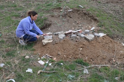 Ankara'da Sokak Hayvanlarinin Bir Ayda 6 Kez Zehirlenmesi Hayvanseverleri Isyan Ettirdi