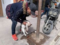 Eskisehir'de Taksinin Çarptigi Kedi Can Verdi