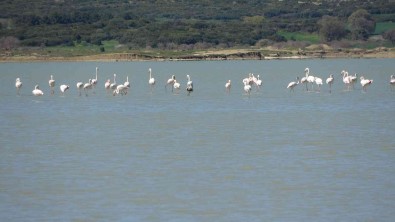 Göç Eden Flamingolar Çanakkale Tarihi Alanda Durakladi