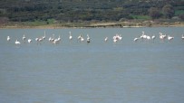 Göç Eden Flamingolar Çanakkale Tarihi Alanda Durakladi Haberi