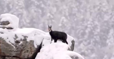 Muhtesem Manzarada Dag Keçileri Böyle Görüntülendi