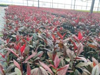 Türkiye Fidan Üretiminde Dünya Devleri Arasinda