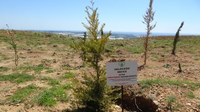 Manavgat'ta Yanan Ormanlarin Yüzde 70'I Agaçlandirildi