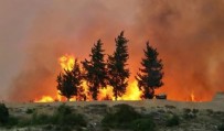 ORMAN YANGINI - Muğla'da orman yangını!