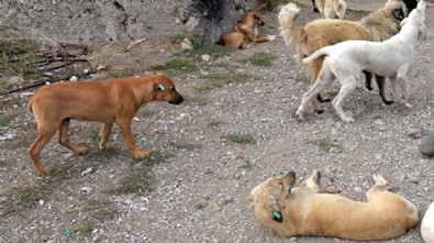Sahipsiz köpek ihbarı yağıyor: İstanbul'da 15 ayda 881 kişinin...