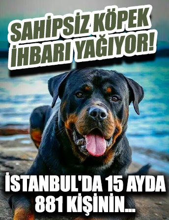 Sahipsiz köpek ihbarı yağıyor: İstanbul'da 15 ayda 881 kişinin...