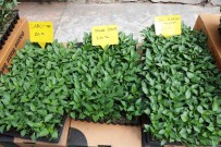 Balkonda Bile Yetisen Sebze Fidelerine Ilgi Artti