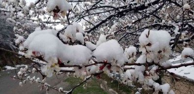 Erzincan'da Çiçek Açan Meyve Agaçlarini Don Vurdu