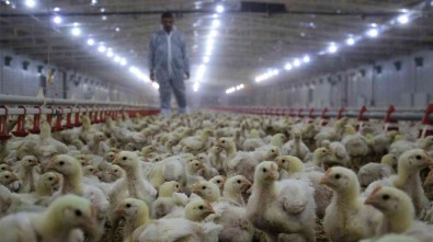 Tavuk Eti Üretimi Subatta Yüzde 9,7 Azaldi