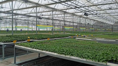 Türkiye'nin Fideleri Samsun'dan