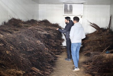 Van'da Çiftçilere Yüzde 50 Hibe Ile Ceviz Fidani Dagitimi