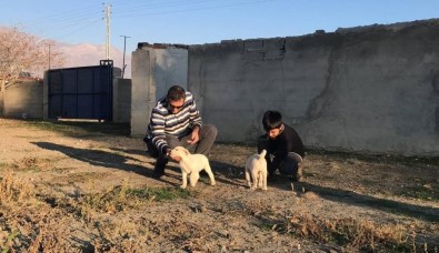 Erzincan'da 238 Köpek Kimliklendirildi
