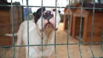 Hatay'da Yasakli Irk Köpekler Için Yeni Tedbir Alindi Haberi