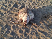 Hatay Sahilinde Ölü Caretta Caretta Bulundu Haberi