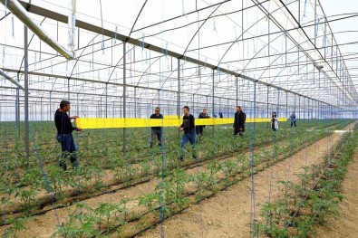 Sera Zararlilarinin Önlenmesi Için 450 Üreticiye Yapiskan Tuzak Dagitildi