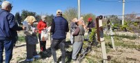 Üzüm Baglarina Salkim Güvesine Karsi Biyoteknik Mücadele Alanlari Artiyor