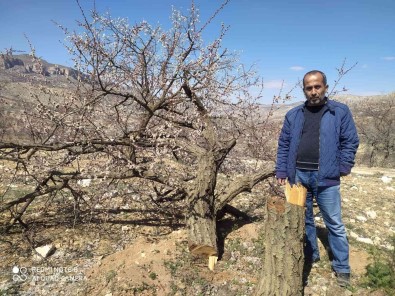 Malatya'da Kimligi Belirsiz Kisiler Kayisi Agaçlarina Zarar Verdi