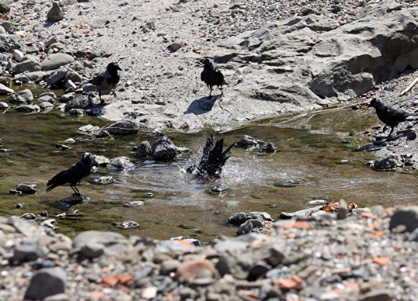 Sarıyer Kolağası Deresi 'bulaşıcı hastalık kaynağı': Mahalle sakinleri ve esnaf CHP'li İBB'ye tepkili