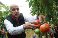 Bakan Kirisci, Antalya'da Sari Çizme Giyip Serada Domates Topladi