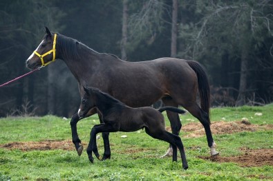 Uludag Üniversitesi'nde Tay Satisi Devam Ediyor