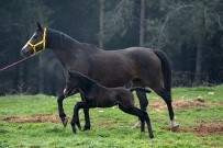 Uludag Üniversitesi'nde Tay Satisi Devam Ediyor