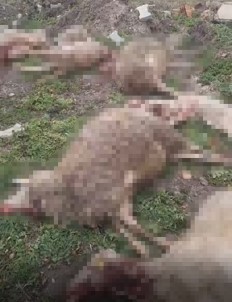 Aç Kalan Kurtlar, 11 Hayvani Telef Etti