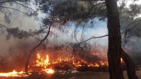 Balikesir'de Orman Yangini Zamaninda Müdahale Ile Kisa Sürede Söndürüldü