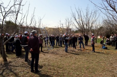 Erzincan'da ' Asilama Ve Meyve Agaci Budama' Kursu Verildi
