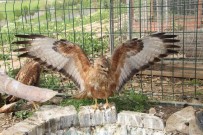 Sirnak'ta Yesilbasli Ördek Ve Balaban Kusu Tedavilerinin Ardindan Dogaya Birakildi