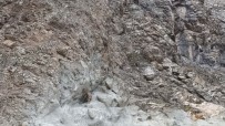 Artvin'de Baraj Ve Yol Santiyeleri Yaban Keçilerinin Ugrak Noktasi Haline Geldi