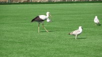 Bu Leylek Futbol Sahasinda Martilarin Arasinda Dinlenmeyi Yegledi