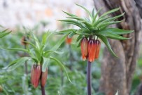 Koparmanın cezası 110 bin lira: 'Ağlayan gelin' yaklaşık 20 gün yaşıyor