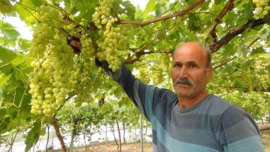 Mersin'den Dubai Ve Rusya'ya Üzüm