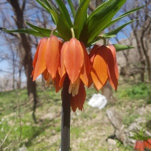 Siirt'te 'Aglayan Gelin' Koparana 109 Bin Lira Ceza