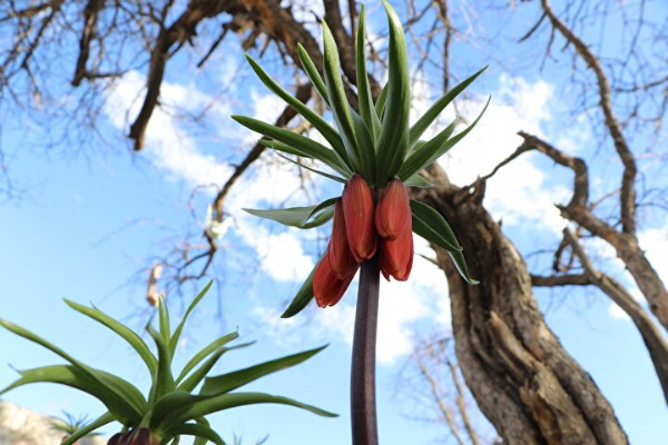 Koparmanın cezası 110 bin lira: 'Ağlayan gelin' yaklaşık 20 gün yaşıyor