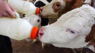 Aydin'da 48 Milyonluk Çig Süt Ve Buzagi Destegi Ödemesi
