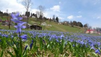 Karlar Eridi, Mor Yayla'nin Mavi Yildiz Çiçekleri Kendini Gösterdi Haberi