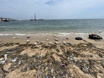 Açlık mı virüs mü? Sinop sahilinde kuş ölümleri devam ediyor