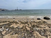 Açlık mı virüs mü? Sinop sahilinde kuş ölümleri devam ediyor