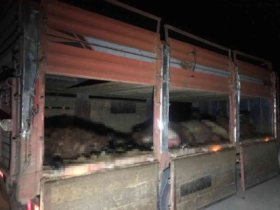 Igdir'da Otomobil Koyun Sürüsüne Daldi, 20 Koyun Telef Oldu