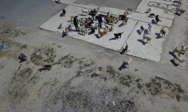 İYİ Partili belediye köpekleri çöpe atmıştı!  Sungurlu Belediyesi'ne 40 bin 860 lira ceza  kesildi!