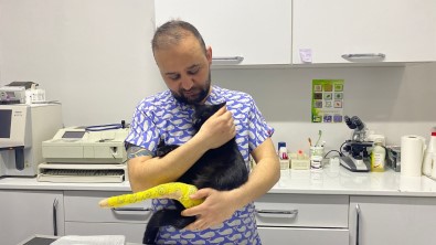 1,5 Yasindaki Kedi 8.Kattan Düstü, Ölümden Döndü