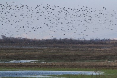 Bursa Semalarinda 35 Bin Pelikanin Göç Yolculugu