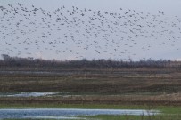 Bursa Semalarinda 35 Bin Pelikanin Göç Yolculugu