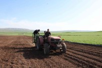 Siirt'te Patates Tohumu Deneme Ekimi Yapildi Haberi
