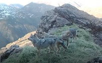 Tunceli'nin Zengin Yaban Hayati Fotokapan Ve Kamerayla Görüntülendi